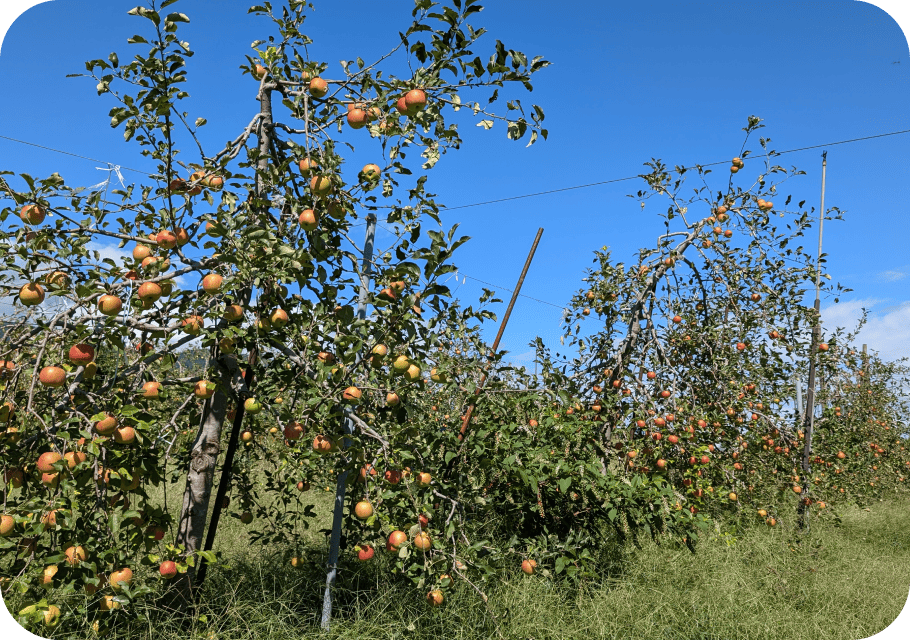 まるちゃんの自然農園