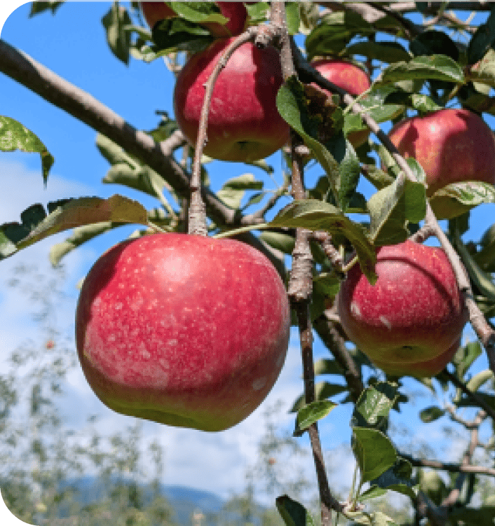 まるちゃんの自然農園