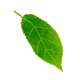 葉っぱのイラスト