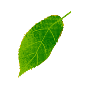 葉っぱのイラスト