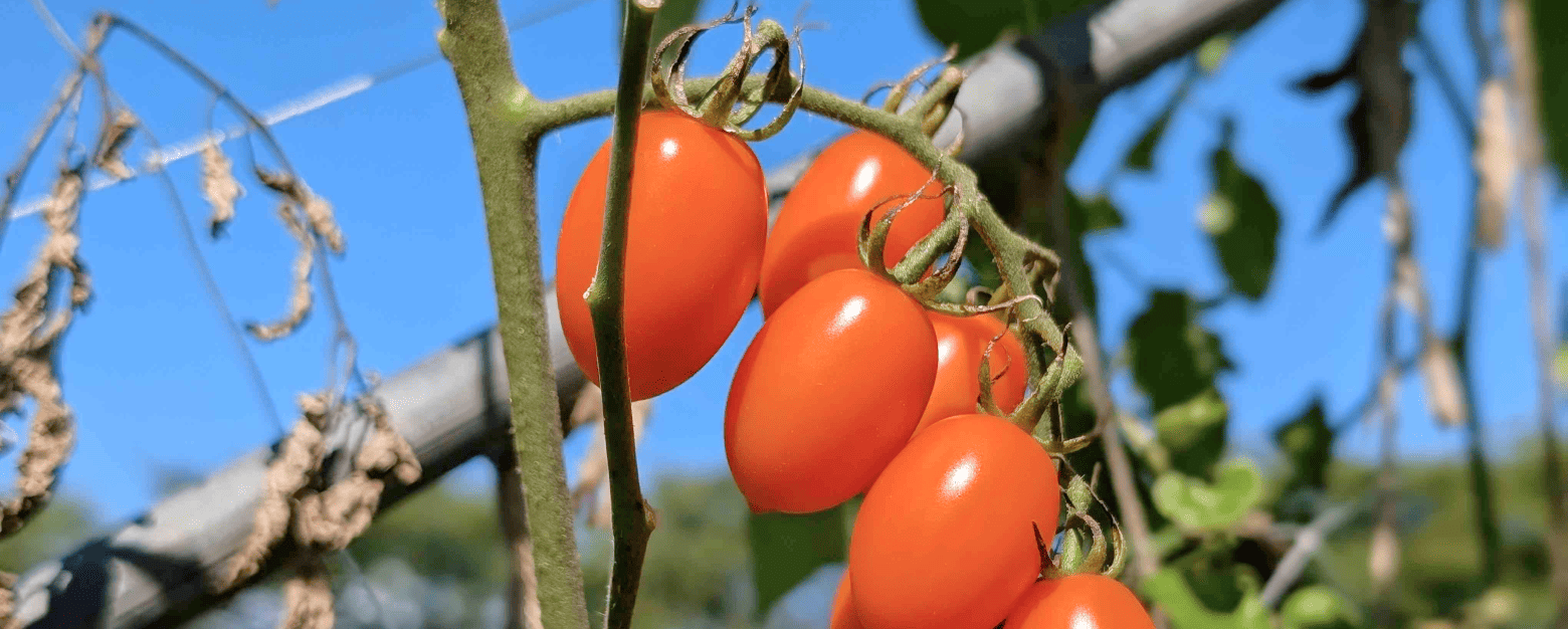 まるちゃんの自然農園