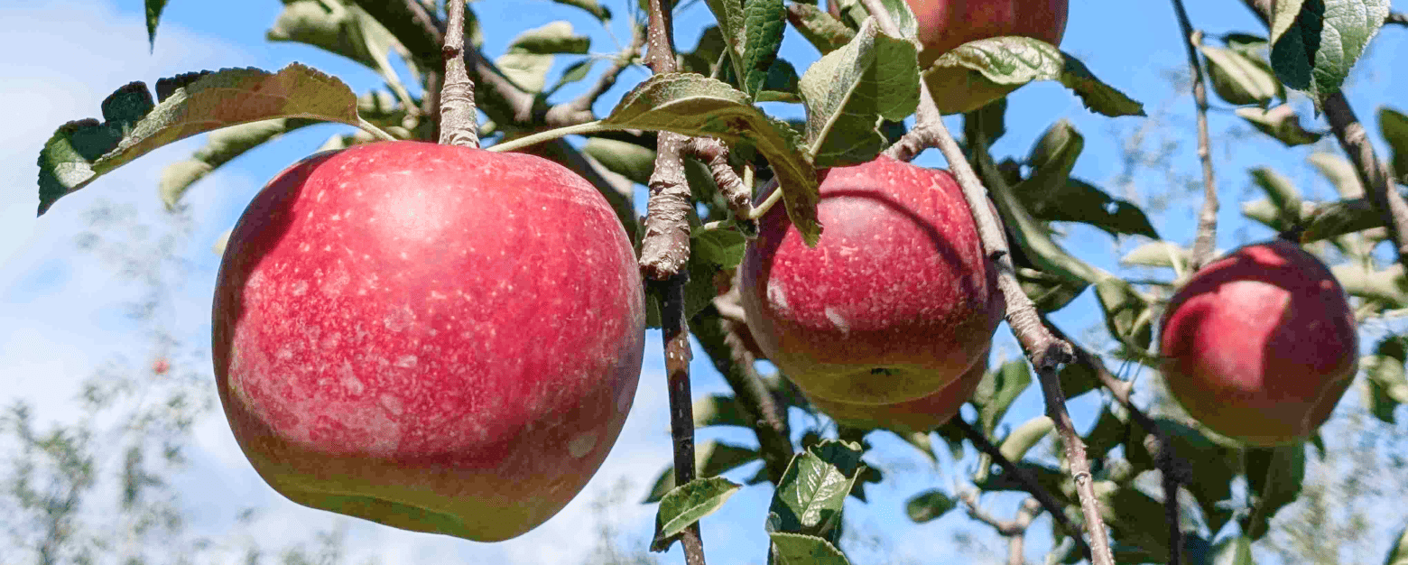 まるちゃんの自然農園